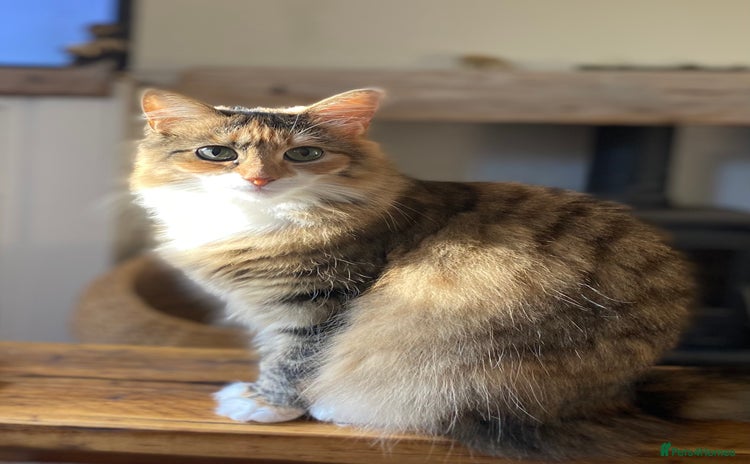 Mixed Breed cats - Advert 12