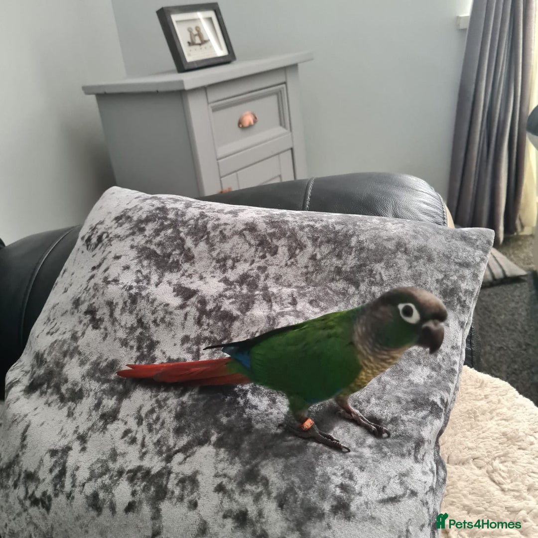 Conures birds for sale: Green Cheek Conure  - Image 3