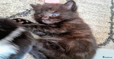 Mixed Breed cats - Advert 8