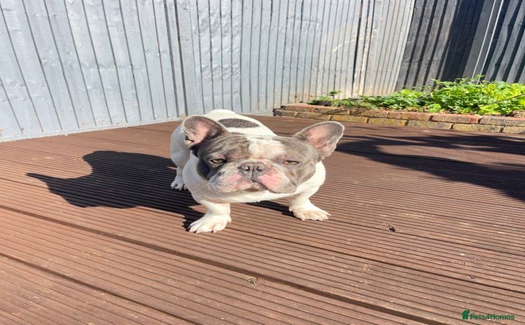 French Bulldog dogs - Advert 9