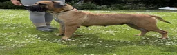 Boerboel dogs for sale: Females available from Topguard Kennels   - Advert 13