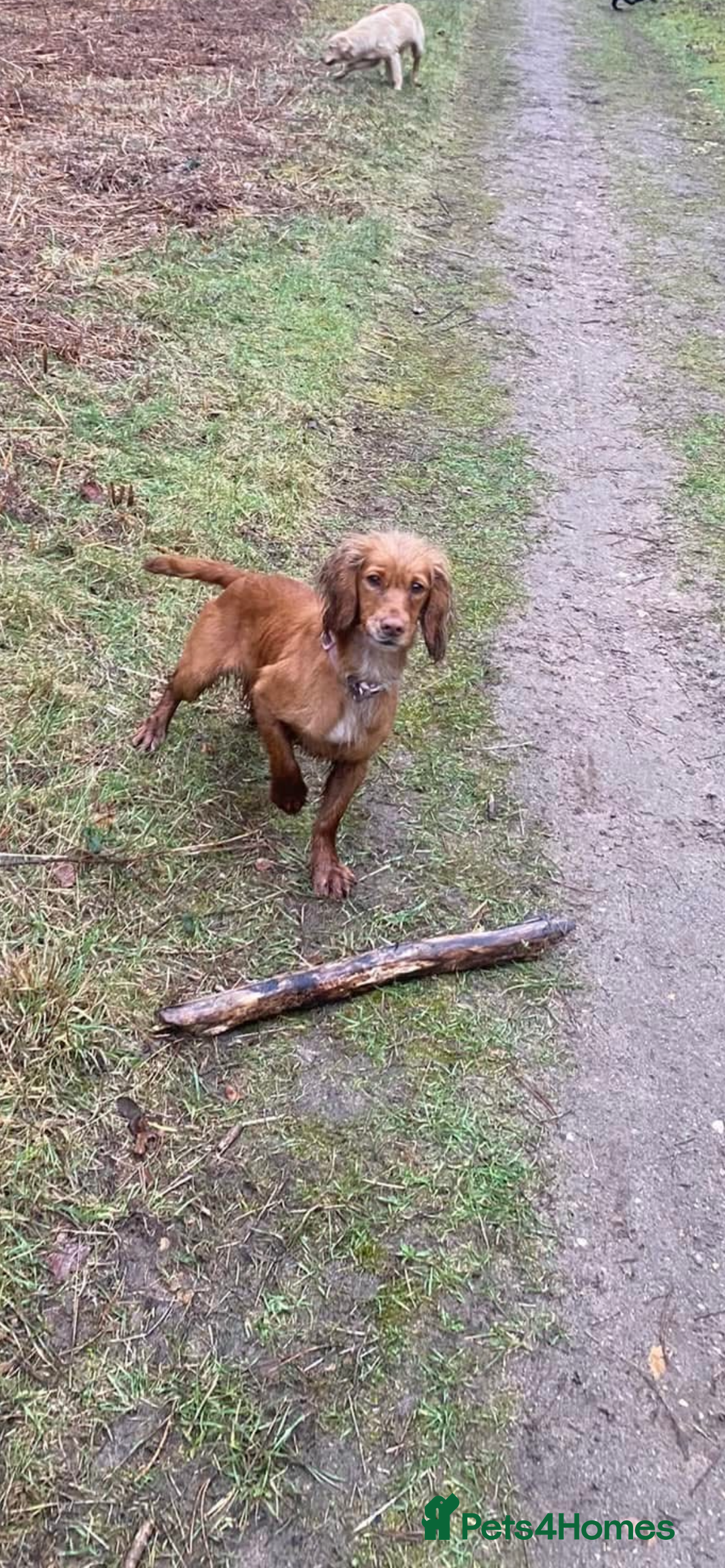 Cockapoo dogs for sale: Beautiful cockapoo puppy - Advert 3