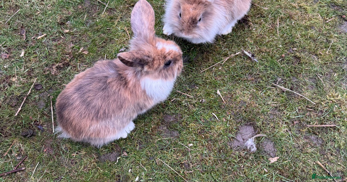 Baby bunnies/ rabbits for sale in Perth | Pets4Homes