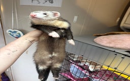 Ferret rodents for sale: Polecat hob, part angora albino Jill - Image 2
