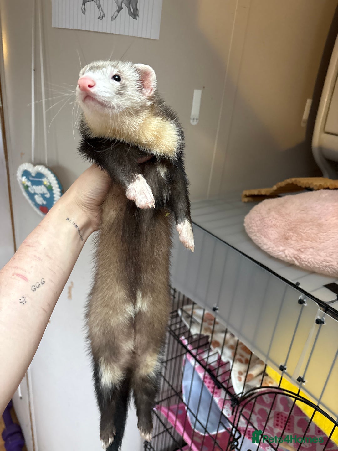 Ferret rodents for sale: Polecat hob, part angora albino Jill - Image 2