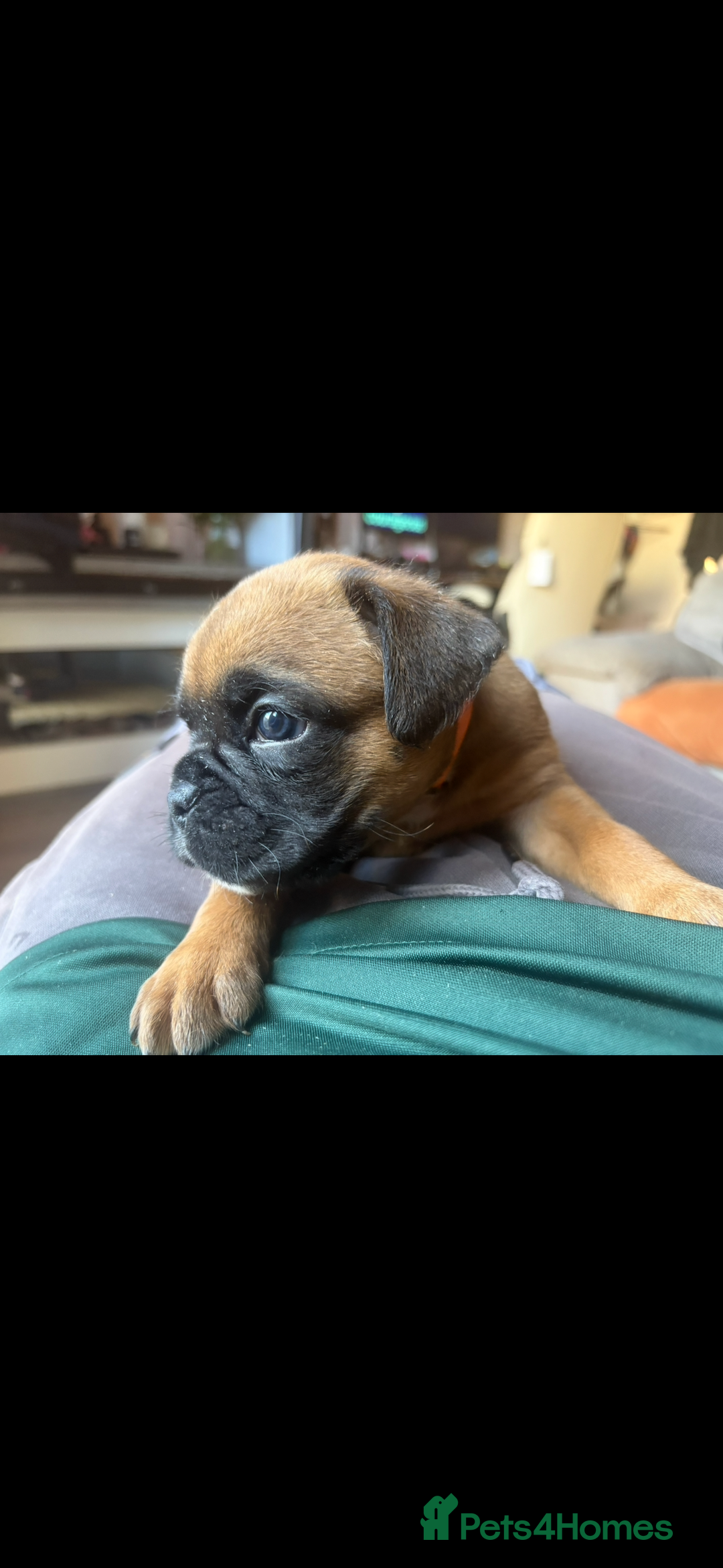 Boxer dogs for sale: 4 Stunning Boxer puppies - Advert 3