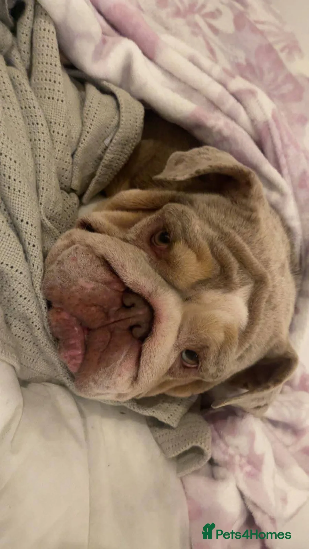 English Bulldog dogs for stud: Female KC pedigree English bulldog  - Advert 1