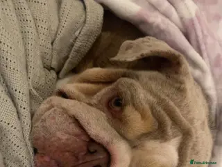 English Bulldog dogs Female KC pedigree English bulldog - Advert 1