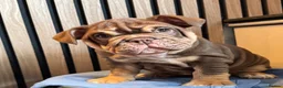 English Bulldog dogs for sale: English Bulldog Female  - Advert 3