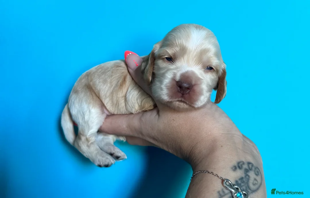 Cocker Spaniel dogs for sale: ❤️Only one stunning gold boy remaining❤️ - Advert 12