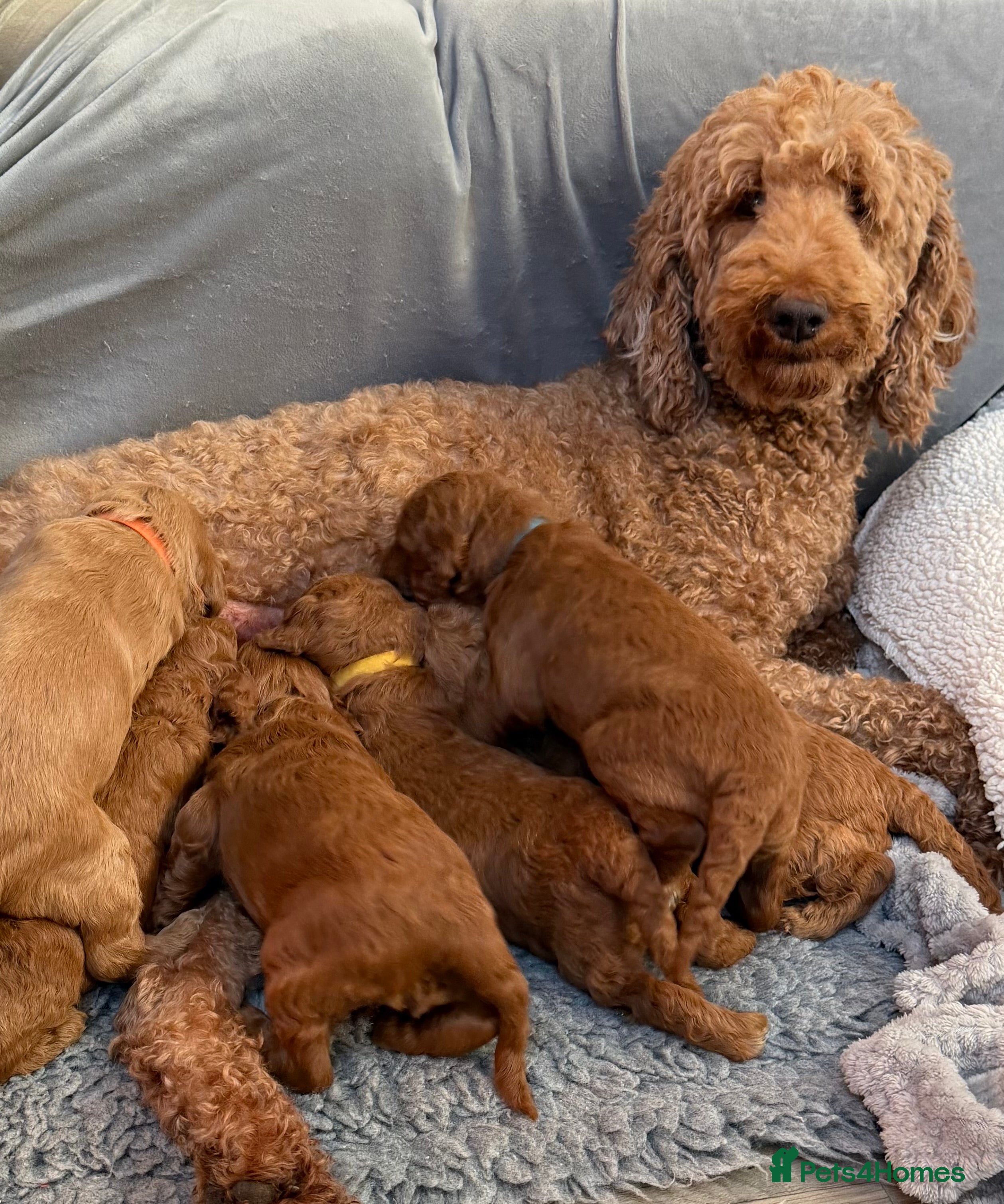 Goldendoodle dogs Goldendoodles Pups  - Advert 2