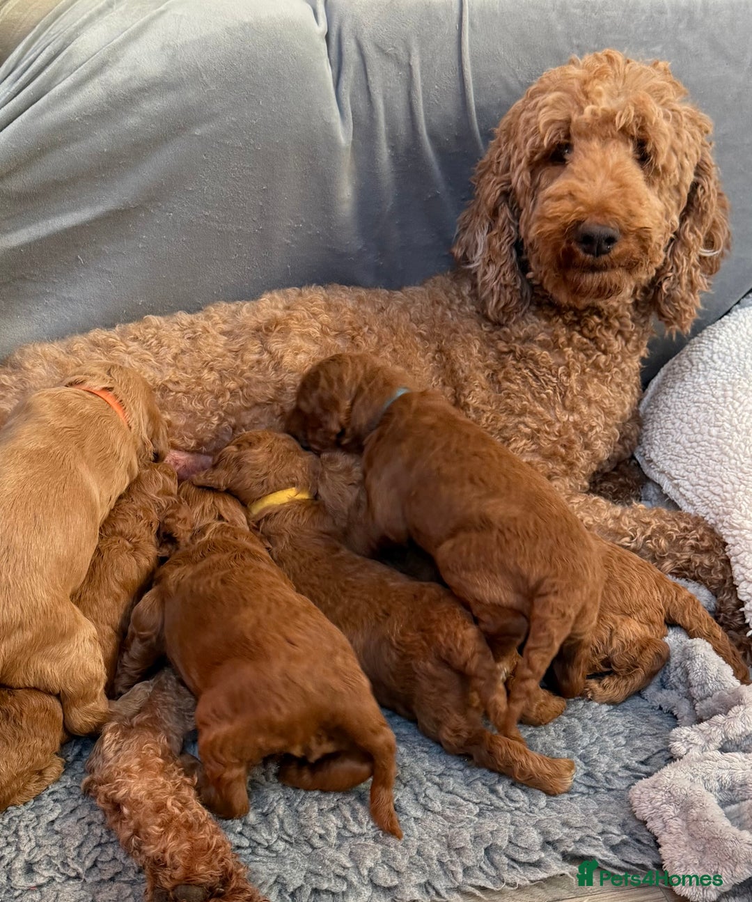 Goldendoodle dogs for sale: Goldendoodles Pups  - Advert 1