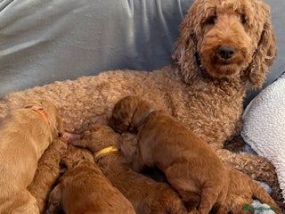 Goldendoodle dogs Goldendoodles Pups - Advert 2