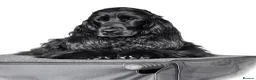 Cocker Spaniel dogs for sale: The Tremendous Thule - Advert 4