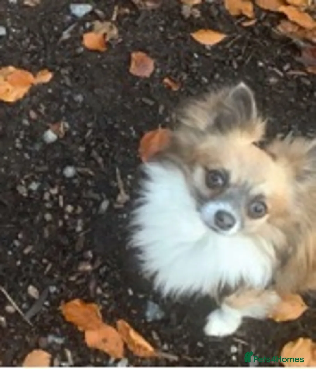 Chihuahua dogs for stud: Proven Chihuahua stud in Newport - Advert 5