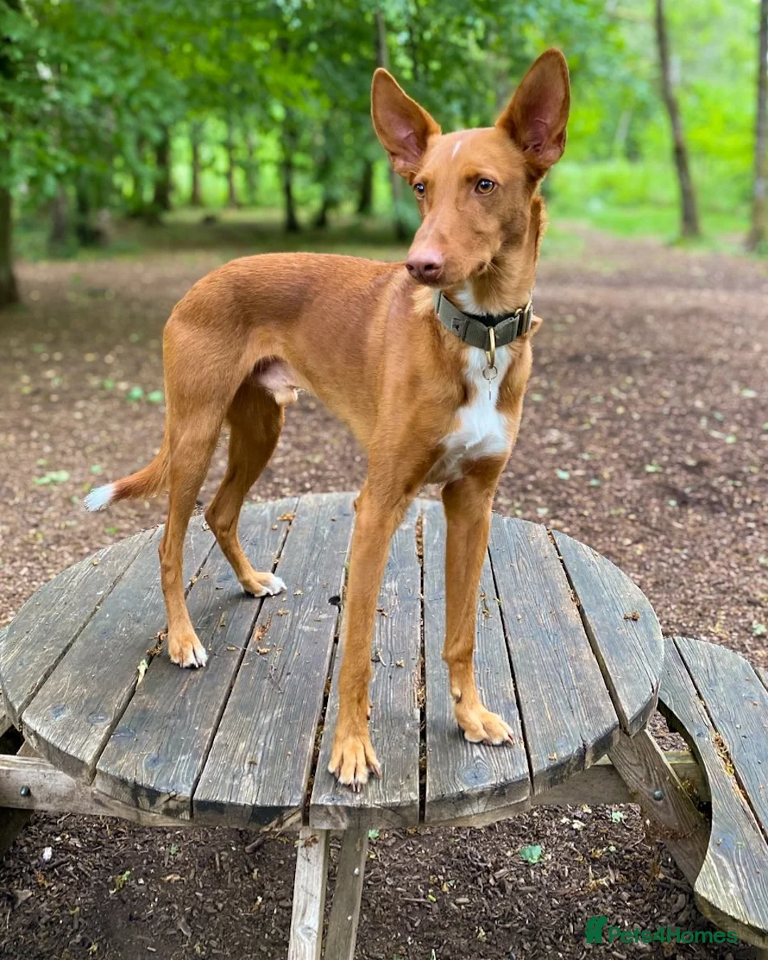 Ibizan Hound dogs for adoption: Pedro - foster or adoption considered  in Hungerford - Advert 2