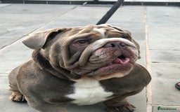 English Bulldog dogs for stud: F1 Stud dog  in Blackpool - Image 4