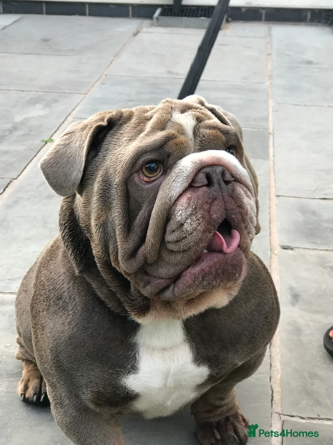 English Bulldog dogs for stud: F1 Stud dog  - Advert 4