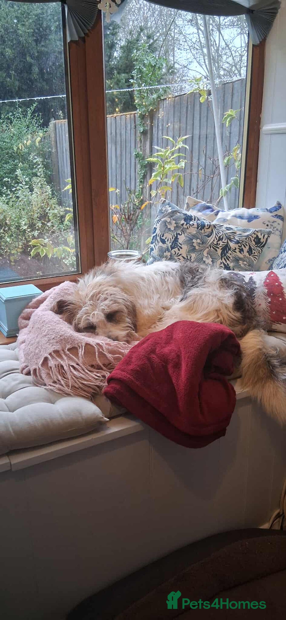 Mixed Breed dogs for adoption: TINK  - Advert 6