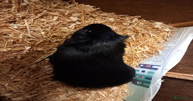 Guinea Pig rodents - Advert 9
