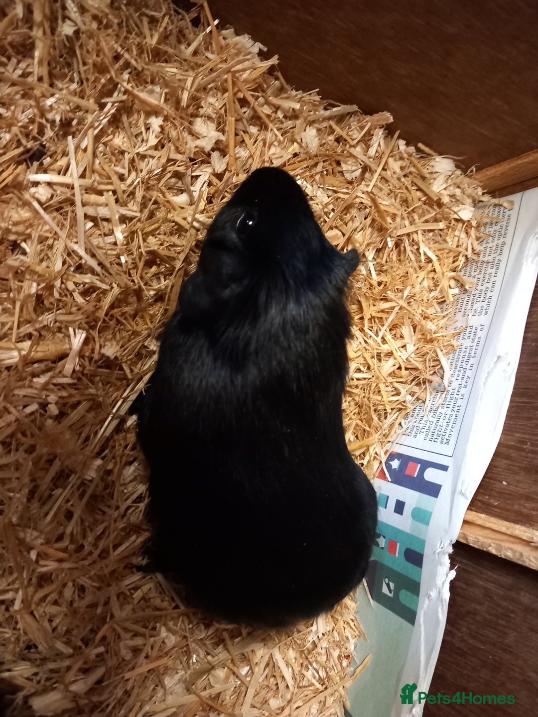 Guinea Pig rodents for sale: Baby guinea pigs  - Image 2