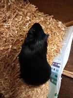 Guinea Pig rodents - Advert 16