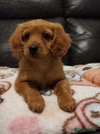 Cockapoo dogs in Manchester - Advert 13