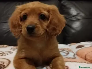 Cockapoo dogs Ready to leave red cockapoos in Manchester - Advert 15