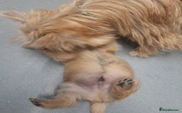 Cairn Terrier dogs for sale: KC registered Cairn terriers - Image 20