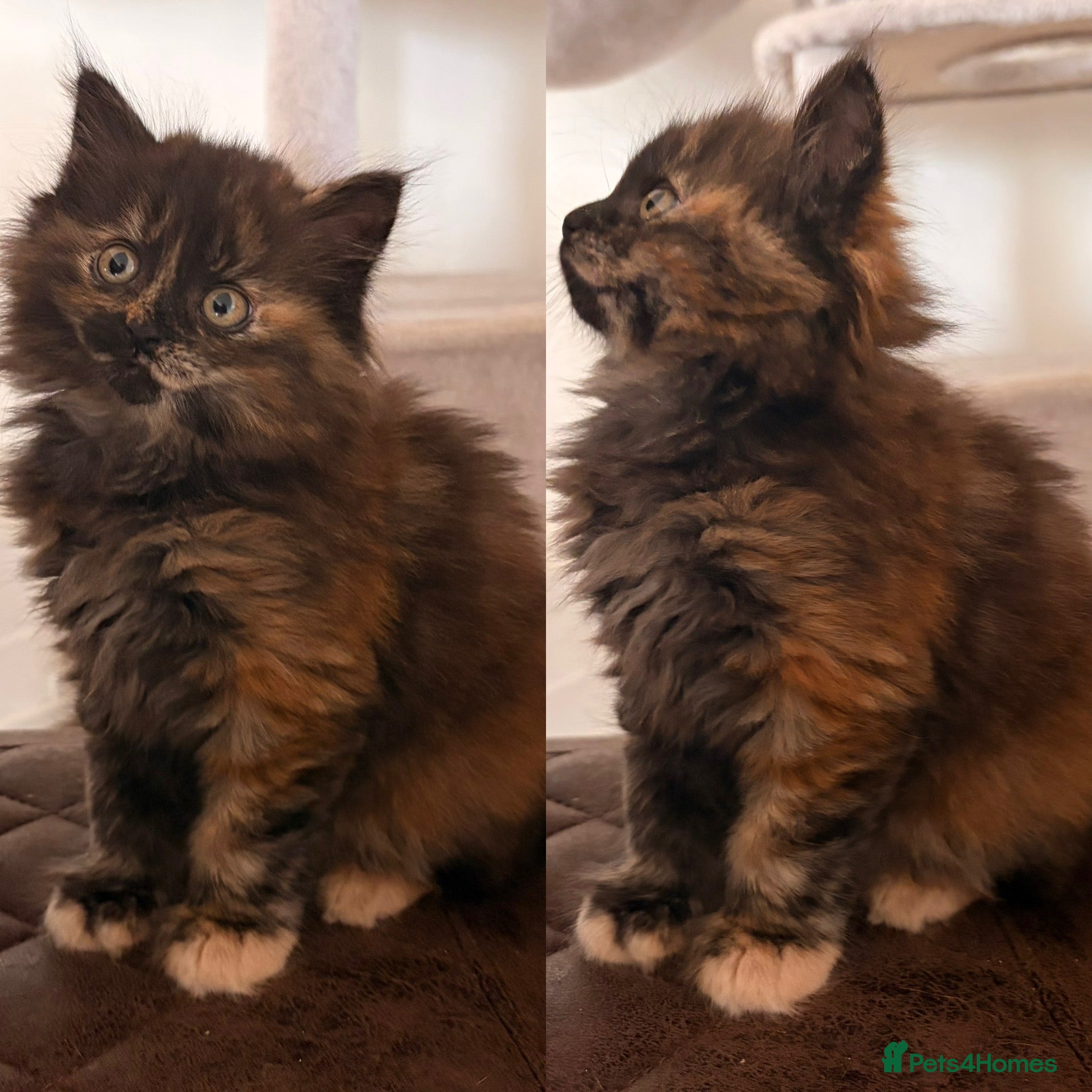 British Shorthair cats Beautiful BSH X Maine coon babies, last girl left - Advert 18
