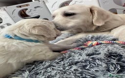 Golden Retriever dogs for sale: Adorable KC Reg Golden Retriever Puppies - Image 6