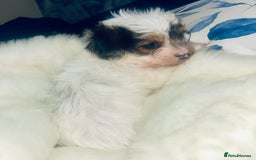 Biewer Terrier dogs for sale: Biewer terrier pups  - Image 6