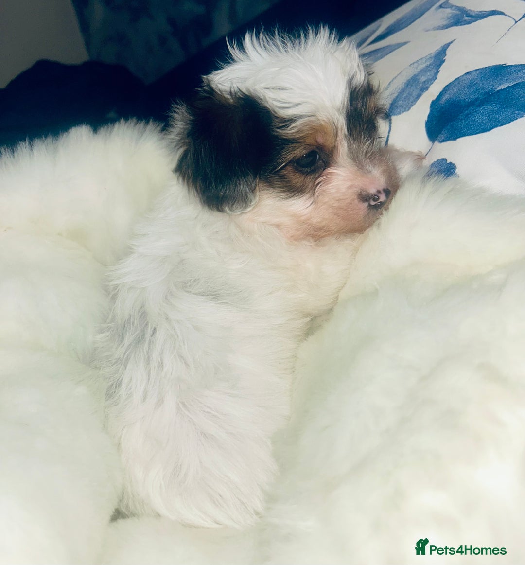 Biewer Terrier dogs for sale: Biewer terrier pups  - Image 6