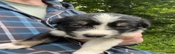 Mixed Breed dogs for sale: Cookie x huntaway  in Bideford - Advert 9