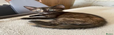 British Longhair 4