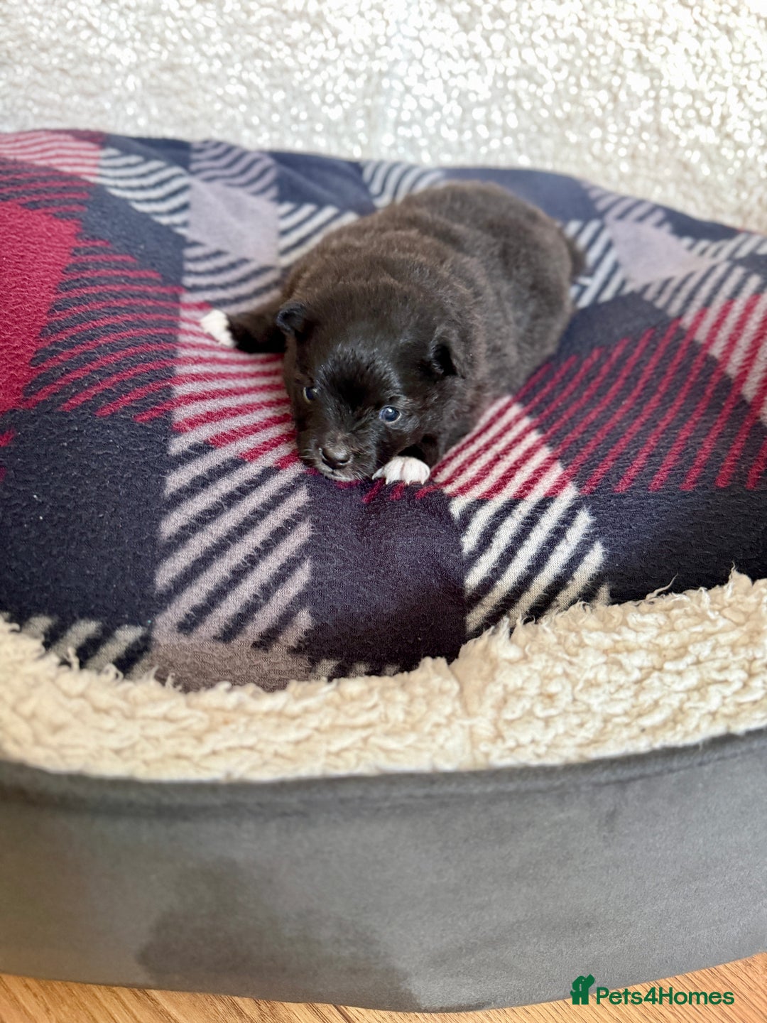 Pomeranian dogs for sale: Adorable Pomeranian puppies - ready January 25! - Advert 3