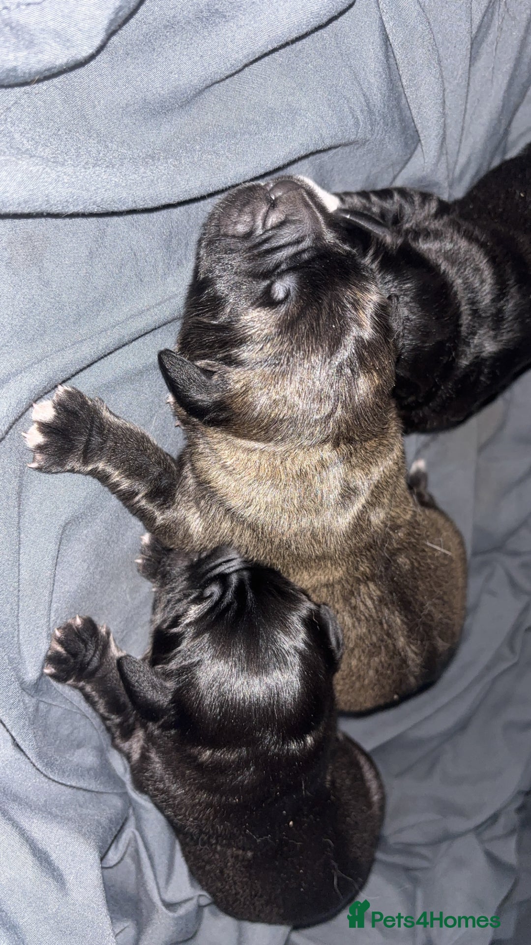 Caucasian Shepherd Dog dogs for sale: Caucasian shepherds 1 female and 1 male left - Advert 3