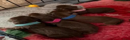 Miniature Dachshund dogs for sale: Miniature dachshund puppies  - Advert 23