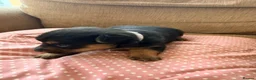 Jack Russell dogs for sale: Stunning Jack Russell pups  - Advert 3