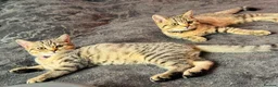British Shorthair cats for sale: Ready Now! GCCF BSH Champion Bloodline kittens - Advert 5