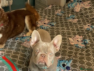 French Bulldog dogs Proven french bulldog for stud - Advert 1