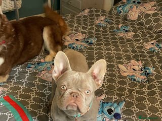 French Bulldog dogs Proven french bulldog for stud - Advert 12