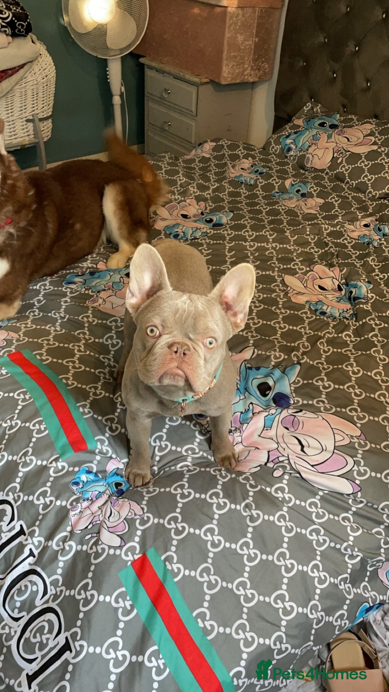 French Bulldog dogs for stud: Kc registered proven stud  - Advert 1