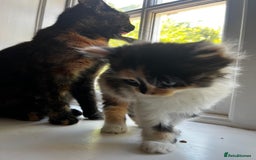 Mixed Breed cats for sale: Fluffy Mixed Breed Kittens For Sale  - Image 5