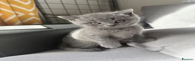 British Shorthair 1
