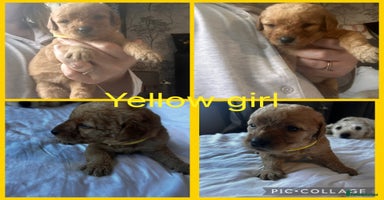 Labradoodle dogs - Advert 6