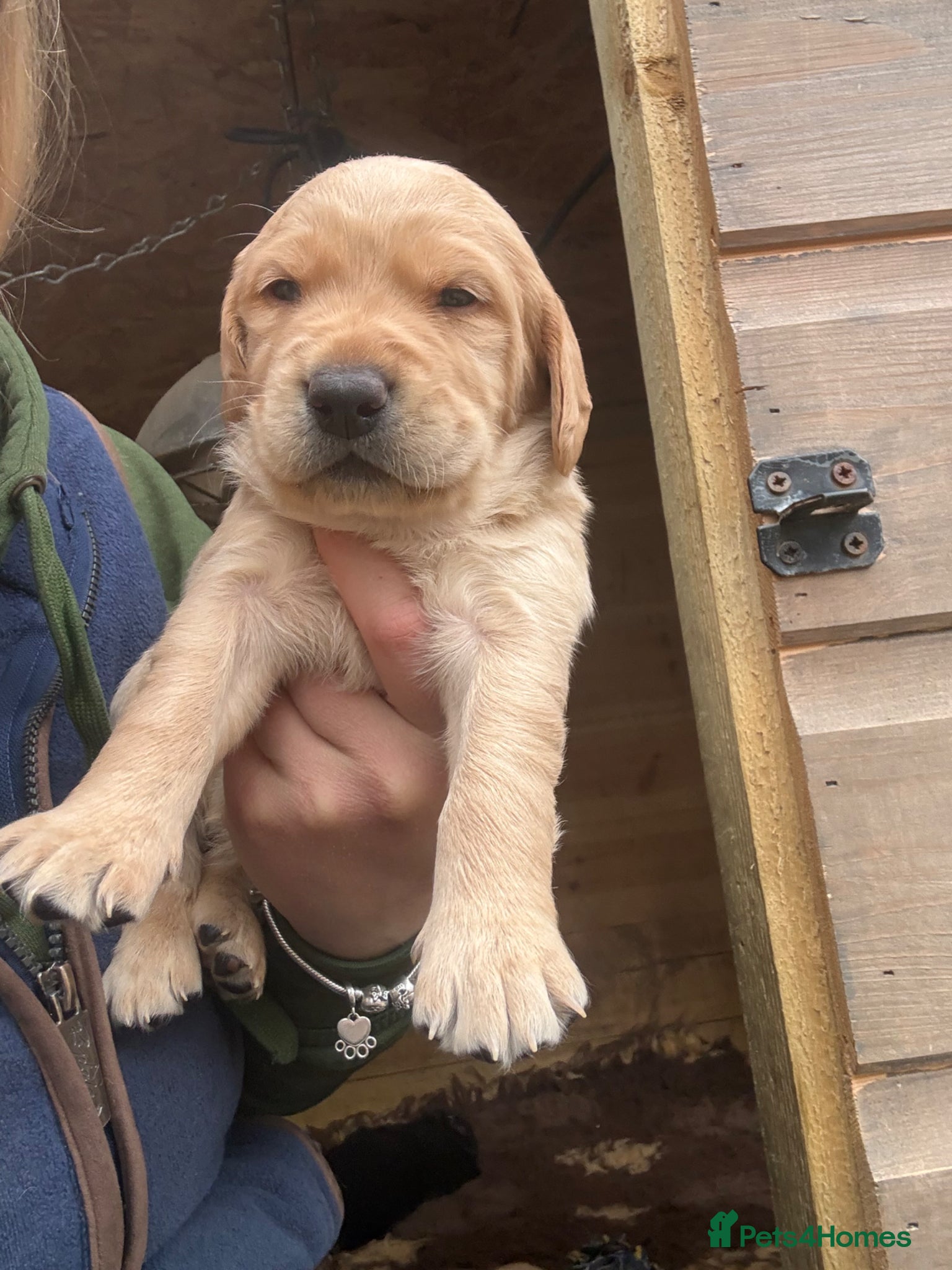 Mixed Breed dogs Labradoodles  - Advert 1