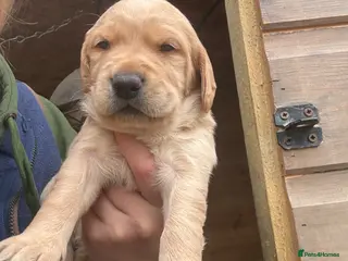 Mixed Breed dogs Labradoodles - Advert 18