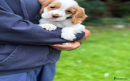 Cocker Spaniel dogs for sale: READY NOW KC Reg Working Cocker spaniel puppies - Image 11