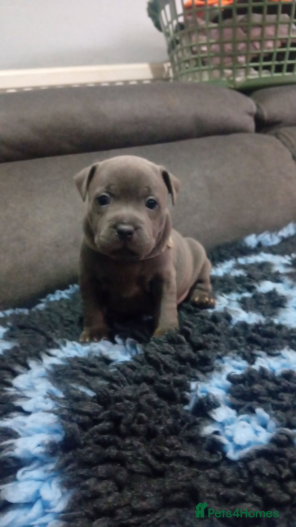 Staffordshire Bull Terrier dogs **Gorgeous BLUE STAFFY pups!!** - Advert 2